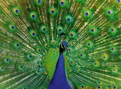 Ravensburger Palapeli 500 palaa Peacock* Palapelit|Pelit Ja Lelut